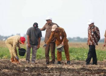 Pemkot Serang Tabur Pupuk Persiapan Untuk Penanaman Bawang