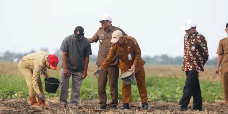 Pemkot Serang Tabur Pupuk Persiapan Untuk Penanaman Bawang