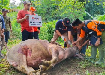 Bagikan 700 Paket Kurban PKS Kota Serang Dukung Tebar 2,3 Juta Paket Kurban Nasional