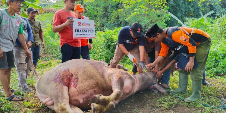 Bagikan 700 Paket Kurban PKS Kota Serang Dukung Tebar 2,3 Juta Paket Kurban Nasional