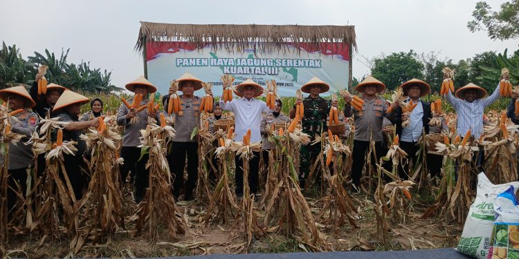 Panen Raya Kuartal III, Polres Serang Bersama Poktan Ranjeng Berkah Hasilkan Jagung 7 Ton per Hektar