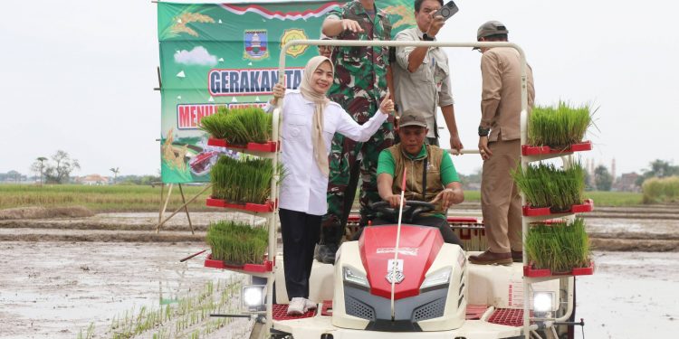 Bupati Serang Ratu Zakiyah Lakukan Percepatan Tanam Padi Gunakan Transplanter di Kramatwatu